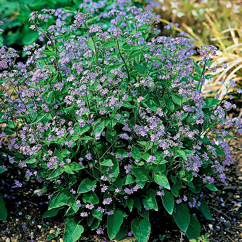 Kaukasisk Förgätmigej, 6-pack 1 Kaukasisk Förgätmigej, 6-pack
