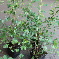 Bukettspirea 10-pack 5 Bukettspirea 10-pack -Meyer Sales Shop buketspirea spirea vanhouttei krukodlad