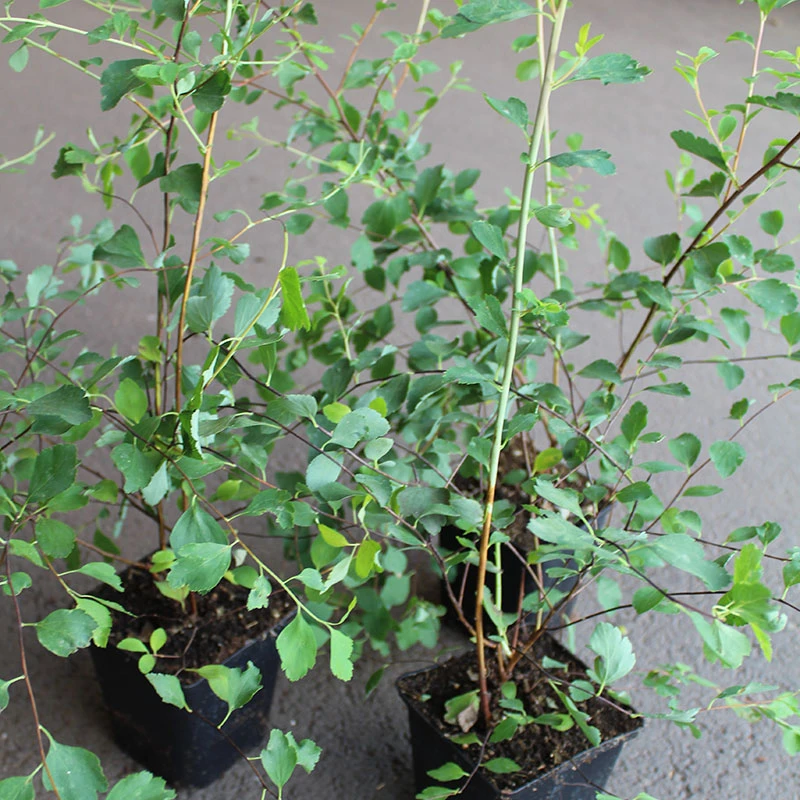 Bukettspirea 10-pack 3 Bukettspirea 10-pack - Image 3