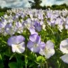 Bukettviol 'Ullas Favorit', 3-pack