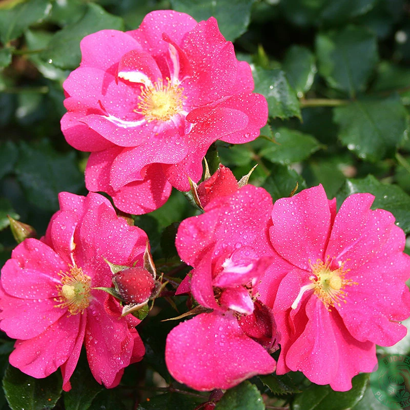 Ros 'Sommermärchen' 2 Ros 'Sommermärchen' - Image 2