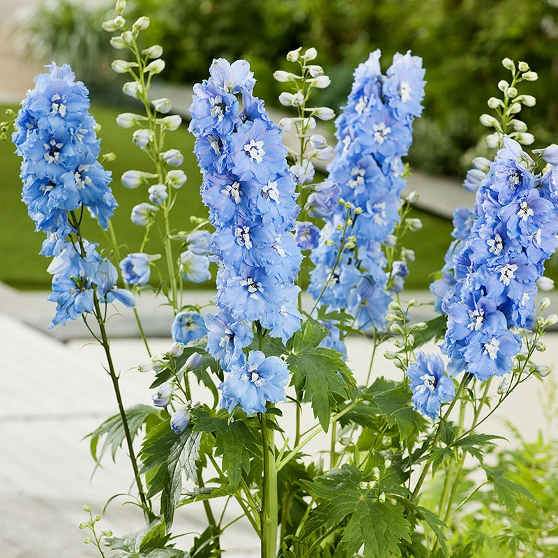 Trädgårdsriddarsporre 'Blue Bird', 3-pack 1 Trädgårdsriddarsporre 'Blue Bird', 3-pack