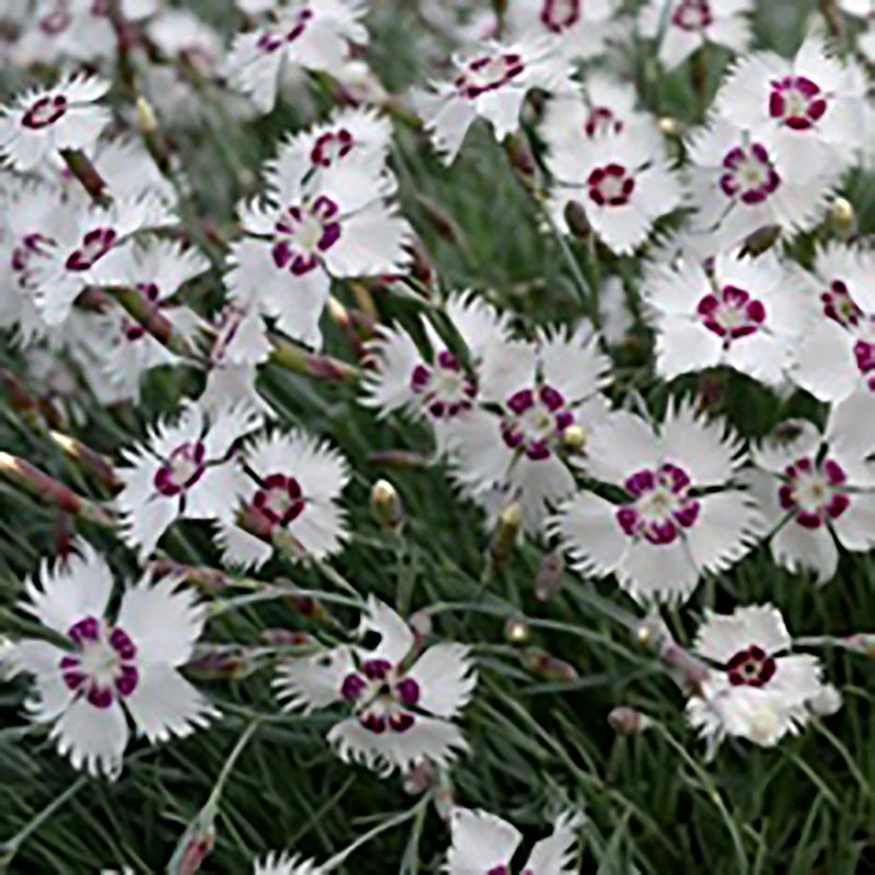 Fjädernejlika 'Marieberg', 3-pack 1 Fjädernejlika 'Marieberg', 3-pack