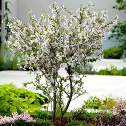 Dvärgkörsbär, Prunus Incisa 'Kojou-no-mai'