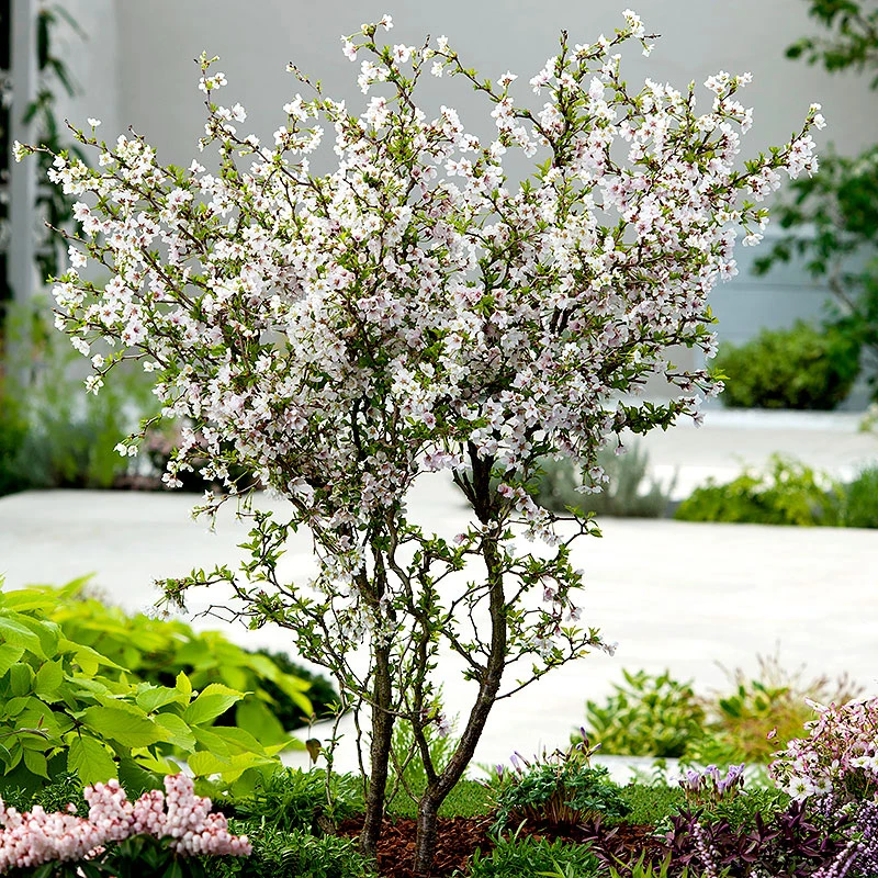 Dvärgkörsbär, Prunus Incisa 'Kojou-no-mai' 1 Dvärgkörsbär, Prunus Incisa 'Kojou-no-mai'