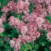 Dvärgsyren, Syringa Meyeri 'Palibin', 80-90 Cm