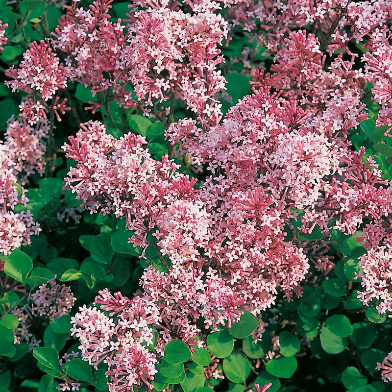 Dvärgsyren, Syringa Meyeri 'Palibin', 80-90 Cm