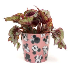 Eco Bambukruka 3-set Mickey, Rosa 8 Eco Bambukruka 3-set Mickey, Rosa -Meyer Sales Shop eco bambukruka 3 set mickey rosa blomma