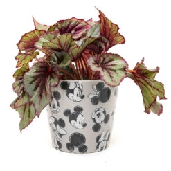 Eco Bambukruka 3-set Mickey, Grå -Meyer Sales Shop eco bambukruka disney gra