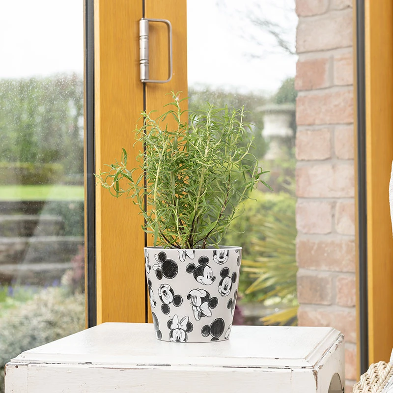 Front Page -Meyer Sales Shop eco bambukruka mickey gra