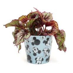 Eco Bambukruka 3-set Mickey, Blå 8 Eco Bambukruka 3-set Mickey, Blå -Meyer Sales Shop eco bambukrukat mickey bla blomma