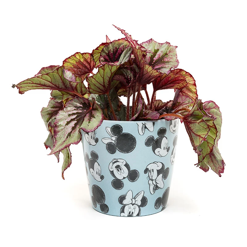 Eco Bambukruka 3-set Mickey, Blå 4 Eco Bambukruka 3-set Mickey, Blå - Image 4