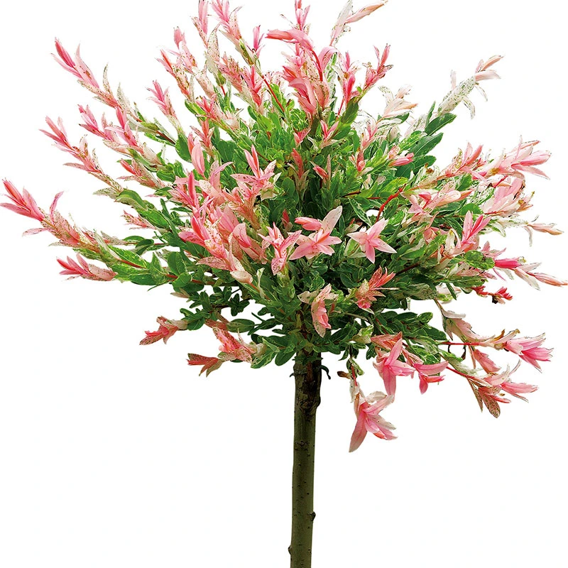 Eukalyptusvide 'Hakuro Nishiki', 60 Cm 2 Eukalyptusvide 'Hakuro Nishiki', 60 Cm - Image 2