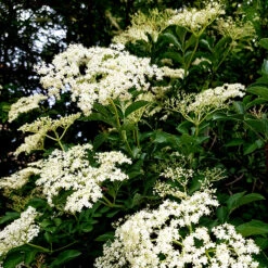 Fläder 10-pack -Meyer Sales Shop flader sambucus nigra balsta