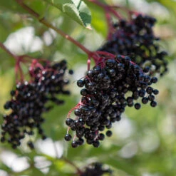 Fläder 10-pack -Meyer Sales Shop flader sambucus nigra balsta bar