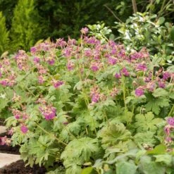 Flocknäva 'Ingwersen's Variety', 6-pack