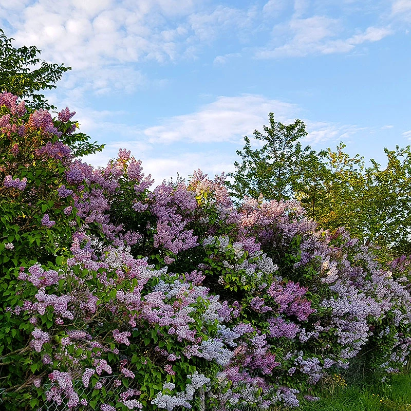 Syren Lila 50-80 Cm, 10-pack 5 Syren Lila 50-80 Cm, 10-pack - Image 5