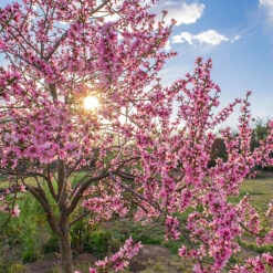 Persika 'Saturn' -Meyer Sales Shop frukttrad persika saturn i blom