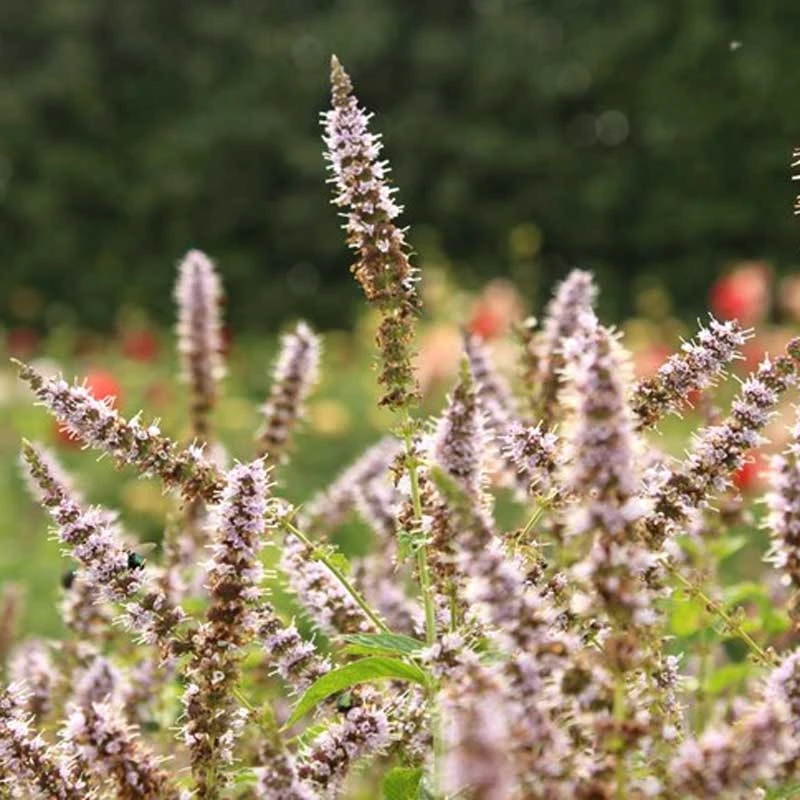 Grönmynta 'Fägre', 3-pack 1 Grönmynta 'Fägre', 3-pack