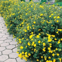 Ölandstok Goldfinger 30-50 Cm, 100-pack -Meyer Sales Shop gul olandstok i hackplantering