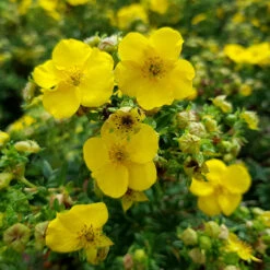 Ölandstok 'Goldfinger' 10-pack