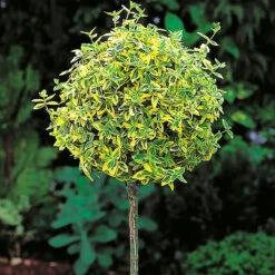 Gulbrokig KlÀtterbenved 'Emerald'n Gold'