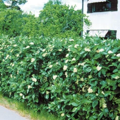 HĂ€ckoxel, 50-80 Cm 10-pack