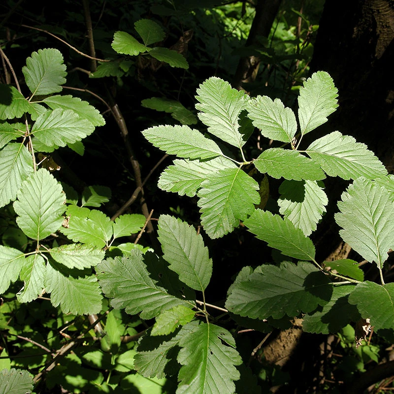 Häckoxel Fk 'Bälinge', 20-pack 2 Häckoxel Fk 'Bälinge', 20-pack - Image 2