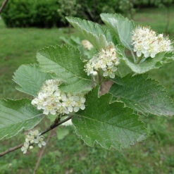 Häckoxel Fk 'Bälinge', 20-pack 6 Häckoxel Fk 'Bälinge', 20-pack -Meyer Sales Shop hackoxel fk balinge i blom
