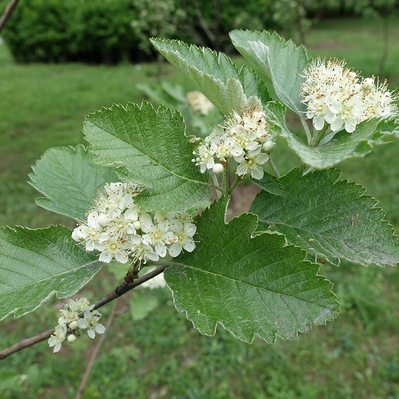 Häckoxel Fk 'Bälinge', 20-pack 3 Häckoxel Fk 'Bälinge', 20-pack - Image 3