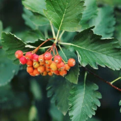 HÀckoxel Fk 'BÀlinge', 20-pack