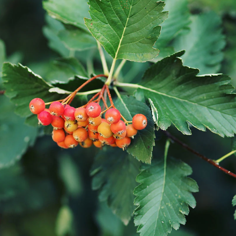 Häckoxel Fk 'Bälinge', 20-pack 1 Häckoxel Fk 'Bälinge', 20-pack