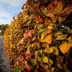 Häckoxel Fk 'Bälinge', 20-pack 7 Häckoxel Fk 'Bälinge', 20-pack -Meyer Sales Shop hackoxel fk balinge pa hosten