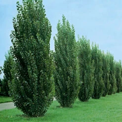 HĂ€ckpoppel, 60-100 Cm, 10-pack