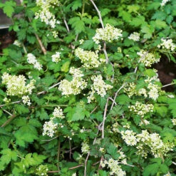 Liten Stefanandra 10-pack