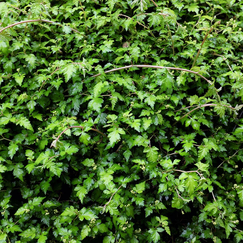 Liten Stefanandra 10-pack 2 Liten Stefanandra 10-pack - Image 2