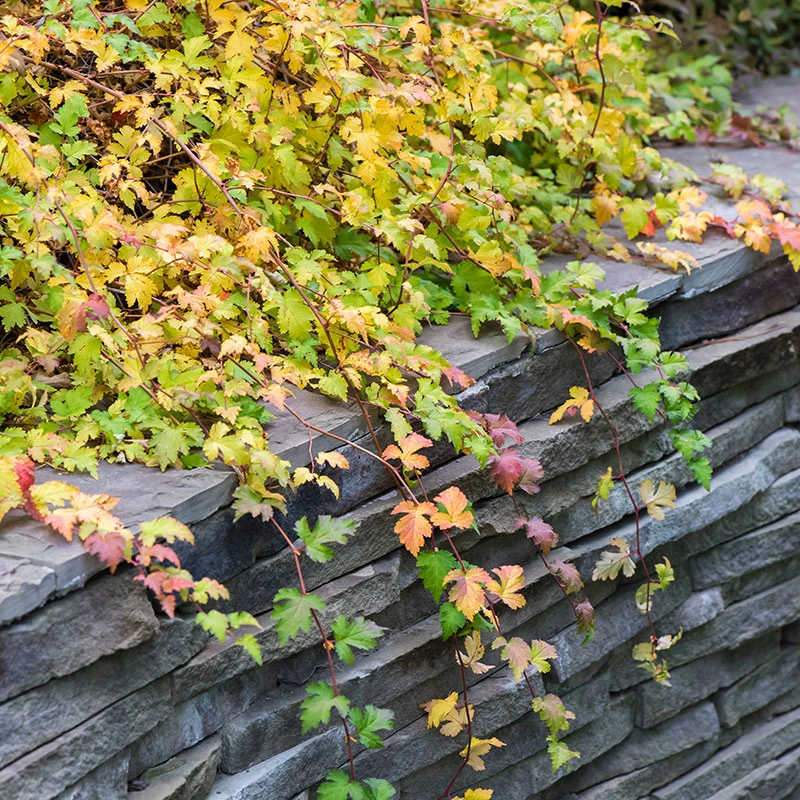 Liten Stefanandra 10-pack 3 Liten Stefanandra 10-pack - Image 3