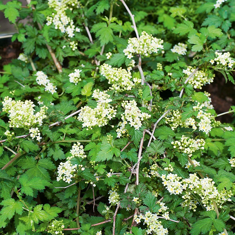 Liten Stefanandra 10-pack 1 Liten Stefanandra 10-pack