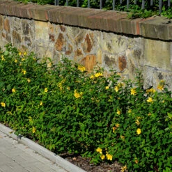 Prakthypericum 10-pack -Meyer Sales Shop hackvaxt marktackare prakthypericum 2