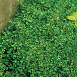 SmÄbladig KrypoxbÀr 10-pack