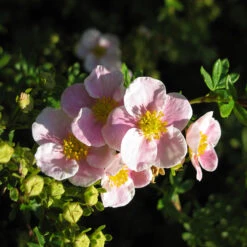 Trädgårdstok 'Pink Beauty' 10-pack -Meyer Sales Shop hackvaxt olandstok pink beauty 2