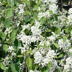 BÀrhÀggmispel 20-pack