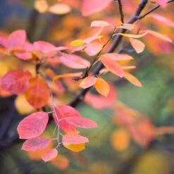 Bärhäggmispel 20-pack -Meyer Sales Shop hackvaxter barhaggmispel hostfarger