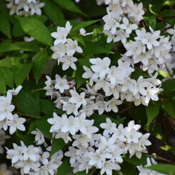 Bruddeutzia 20-pack -Meyer Sales Shop hackvaxter bruddeutzia 3