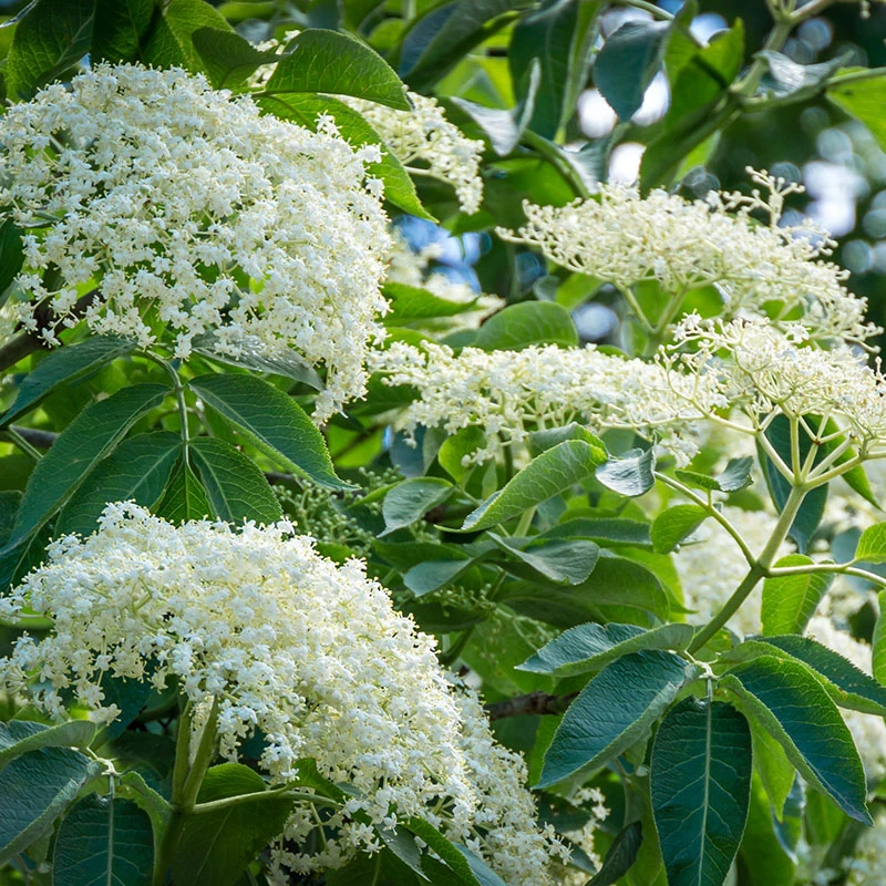 Fläder 20-pack 1 Fläder 20-pack