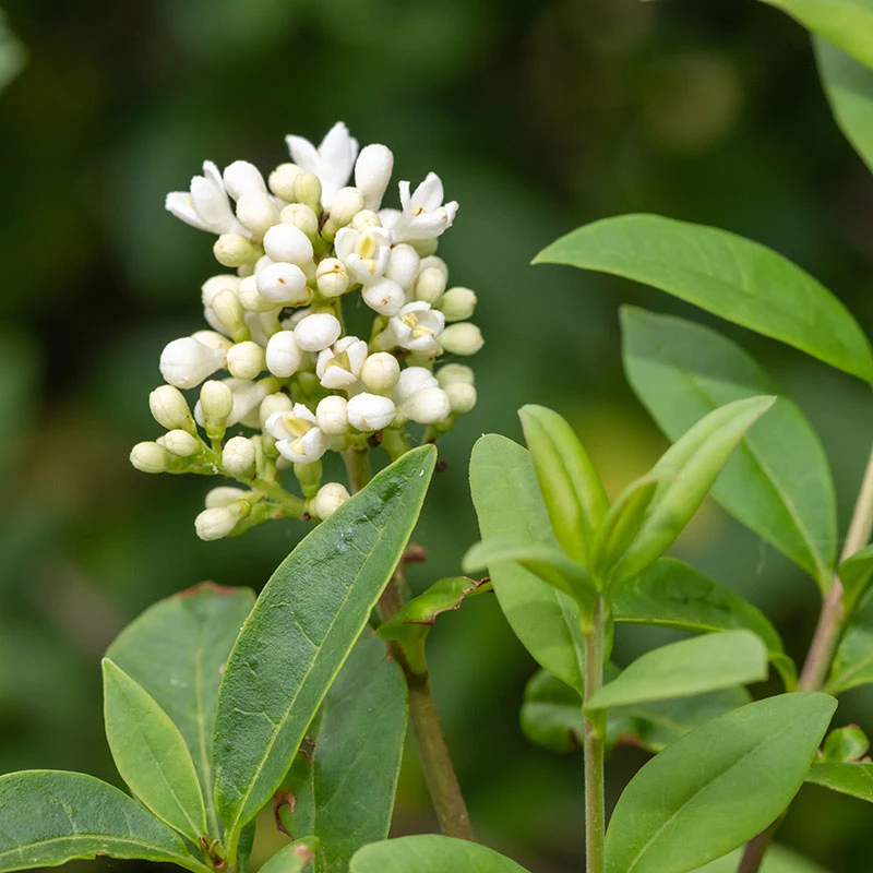 Liguster 20-pack 2 Liguster 20-pack - Image 2