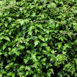 Liten Stefanandra 'Crispa' 20-pack -Meyer Sales Shop hackvaxter liten stefanandra Crispa 2