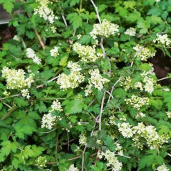 Liten Stefanandra 'Crispa' 20-pack