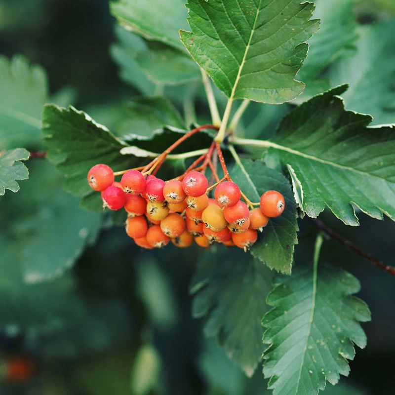 Oxel E, 20-pack 3 Oxel E, 20-pack - Image 3