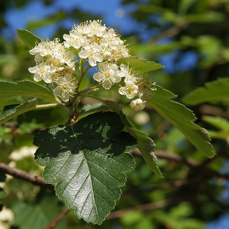 Oxel E, 20-pack 2 Oxel E, 20-pack - Image 2